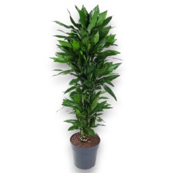 DRACAENA JANET LIND V31 RAM.
