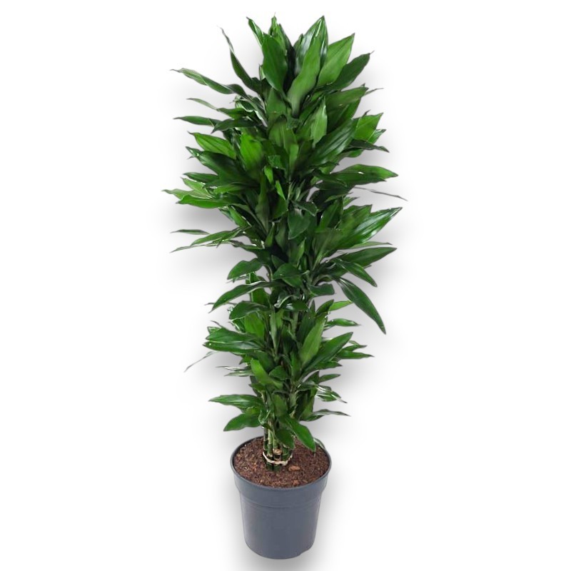 DRACAENA JANET LIND V31 RAM.