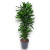 DRACAENA JANET LIND V31 RAM.