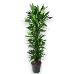 DRACAENA JANET LIND V34 RAM.