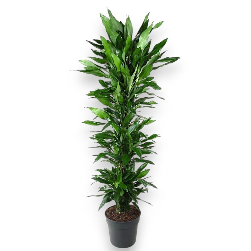 DRACAENA JANET LIND V34 RAM.