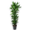 DRACAENA JANET LIND V34 BRA.