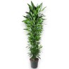 DRACAENA JANET LIND V40 BRA.