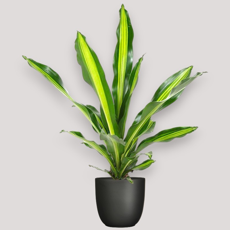 DRACAENA BURLEY V21