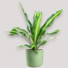 DRACAENA BURLEY V24