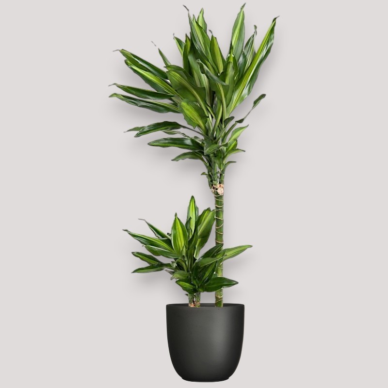 DRACAENA CINTHO V19 T2