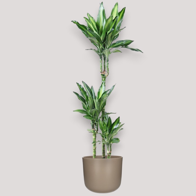 DRACAENA CINTHO V21 T3