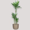 DRACAENA CINTHO V21 T3