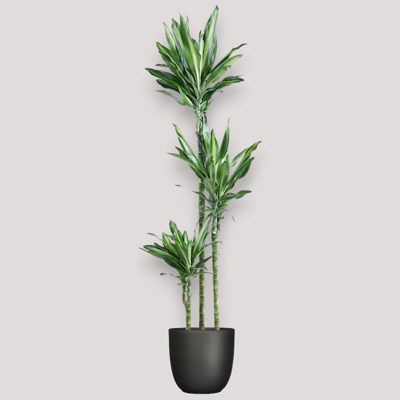 DRACAENA CINTHO V24 T3