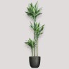 DRACAENA CINTHO V24 T3