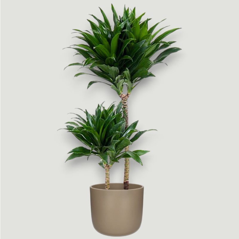 DRACAENA COMPACTA V19 T2