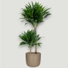 DRACAENA COMPACTA V19 T2