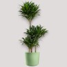 DRACAENA COMPACTA V21 T3