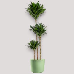 DRACAENA COMPACTA V24 T3