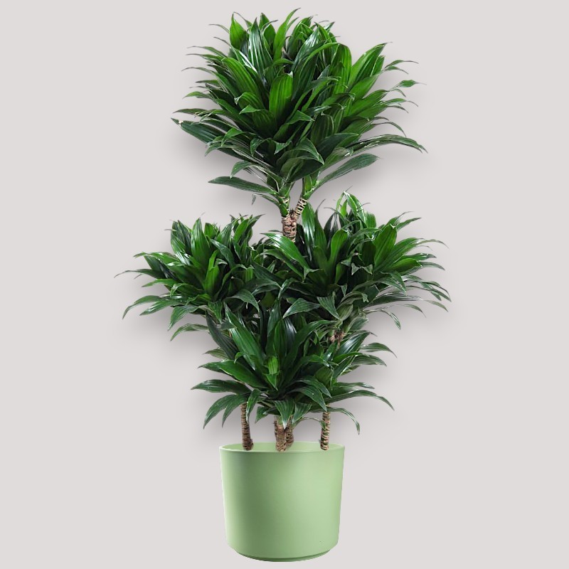 DRACAENA COMPACTA V24 T5