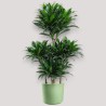 DRACAENA COMPACTA V24 T5