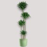 DRACAENA COMPACTA V27 T4 H160