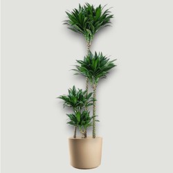 DRACAENA COMPACTA V27 T4 H130