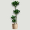 DRACAENA COMPACTA V27 T4 H130