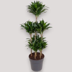 DRACAENA COMPACTA V31 T6