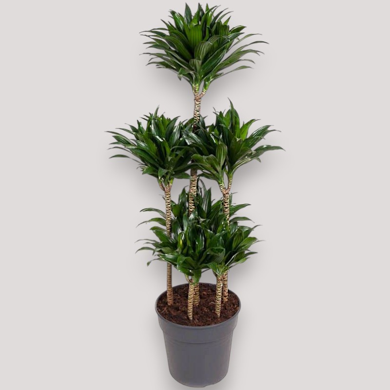 DRACAENA COMPACTA V31 T6