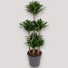 DRACAENA COMPACTA V31 T6