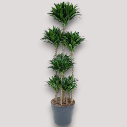 copy of DRACAENA COMPACTA V31 T6