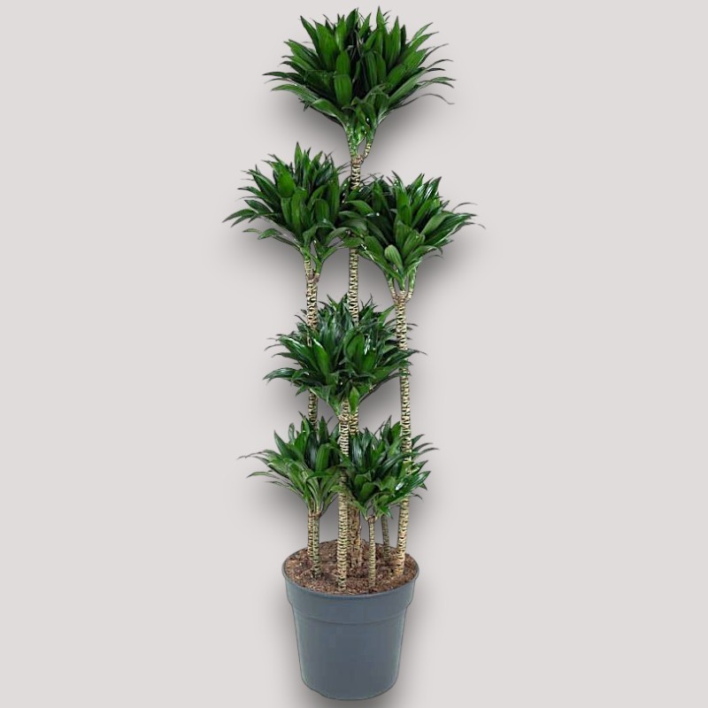 copy of DRACAENA COMPACTA V31 T6