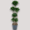 DRACAENA COMPACTA V34 T8