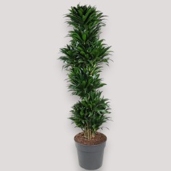 DRACAENA COMPACTA V34 RAM.
