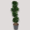 DRACAENA COMPACTA V34 RAM.