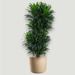 DRACAENA COMPACTA V27 RAM.