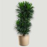 DRACAENA COMPACTA V27 RAM.
