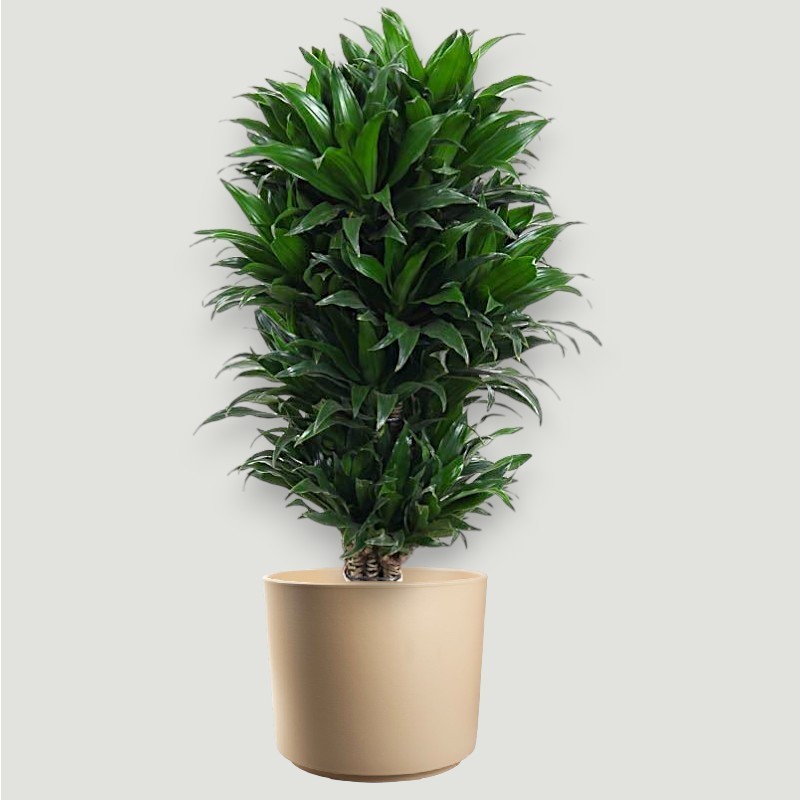 DRACAENA COMPACTA V24 RAM.