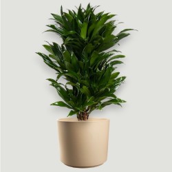 DRACAENA COMPACTA V21 BRA.