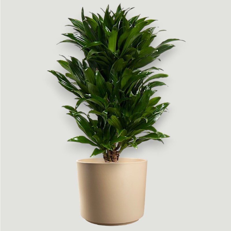 DRACAENA COMPACTA V21 RAM.