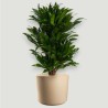 DRACAENA COMPACTA V21 BRA.