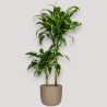 DRACAENA DORADO V19 T2