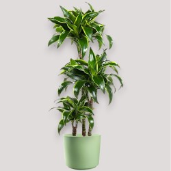 DRACAENA DORADO V21 T3
