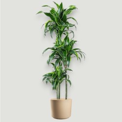 DRACAENA DORADO V24 T3