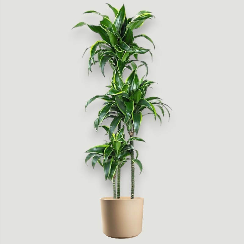 DRACAENA DORADO V24 T3