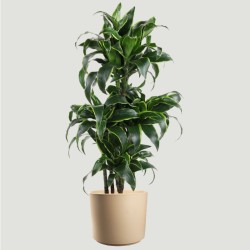 DRACAENA DORADO V24 T5