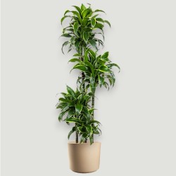 DRACAENA DORADO V27 T4 H140