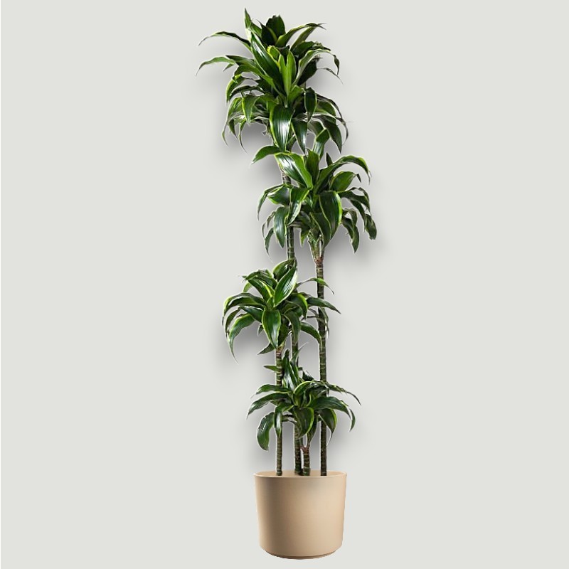 DRACAENA DORADO V27 T4 H170