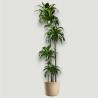 DRACAENA DORADO V27 T4 H170