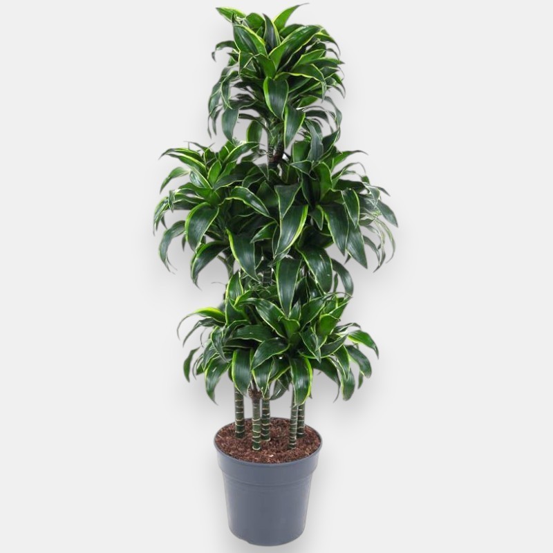 DRACAENA DORADO V31 T6