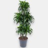 DRACAENA DORADO V31 T6