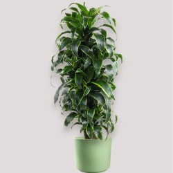 DRACAENA DORADO V27 RAM.