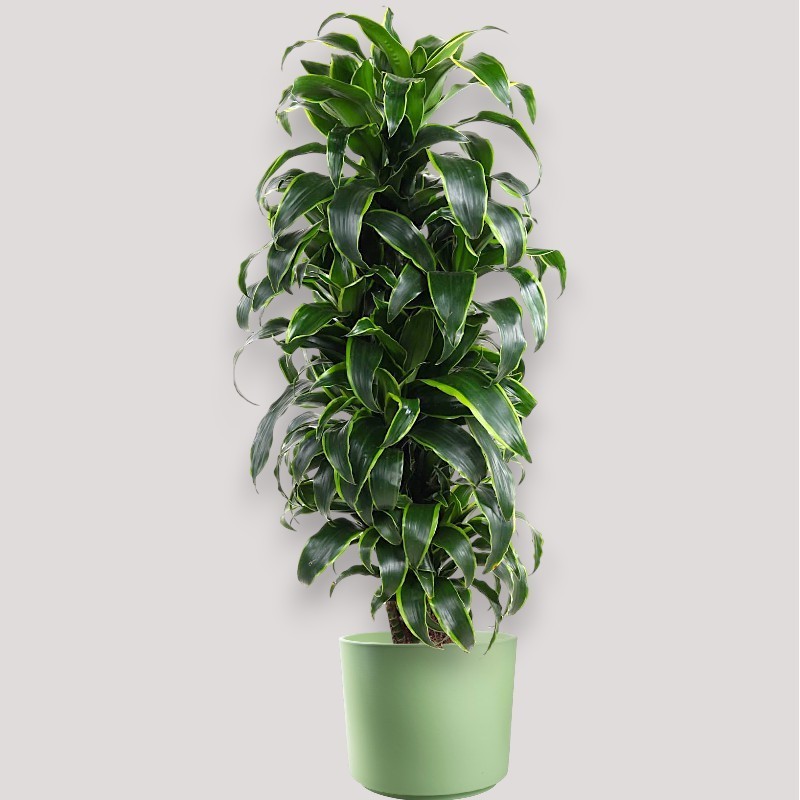 DRACAENA DORADO V27 RAM.