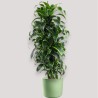 DRACAENA DORADO V27 BRA.
